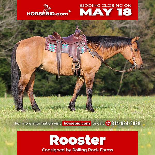 all-around-quarter-horse