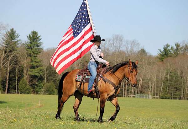trail-quarter-horse