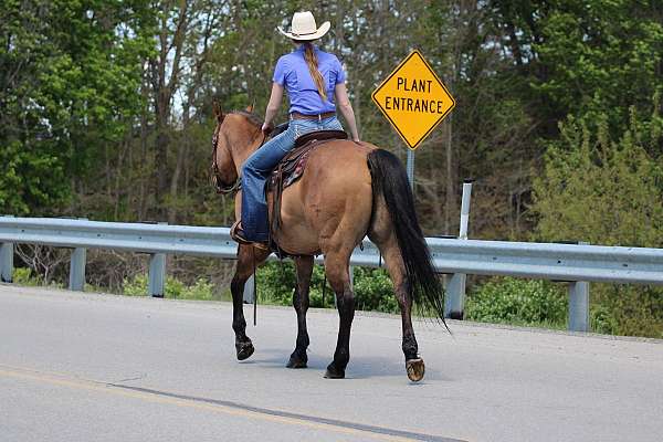 western-riding-quarter-horse