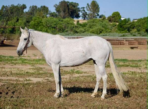 all-around-pony