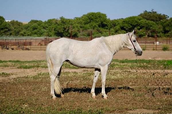 athletic-pony
