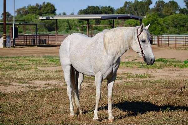 beginner-pony