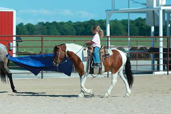 beginner-quarter-pony