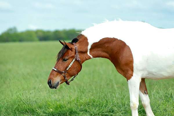 kid-safe-quarter-pony
