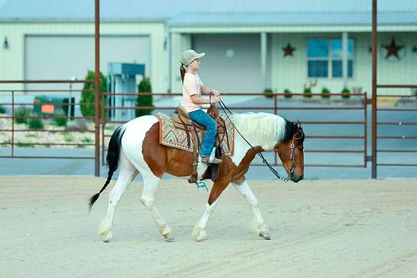 ranch-quarter-pony