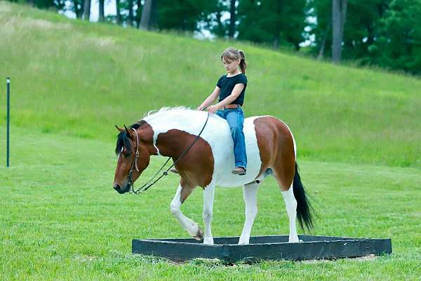 ridden-english-quarter-pony