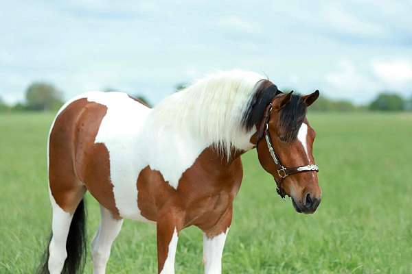show-quarter-pony
