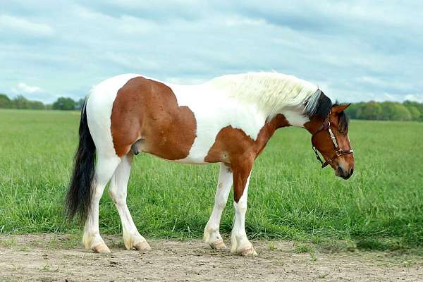 trail-riding-quarter-pony
