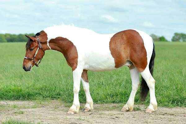 pinto-quarter-pony-gelding