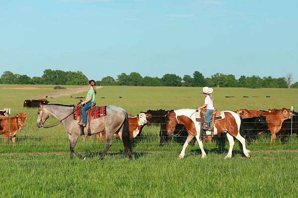 pinto-all-around-pony