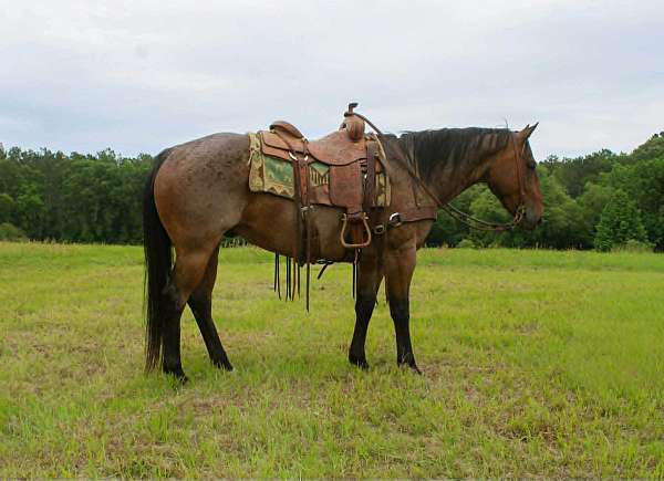 all-around-quarter-horse