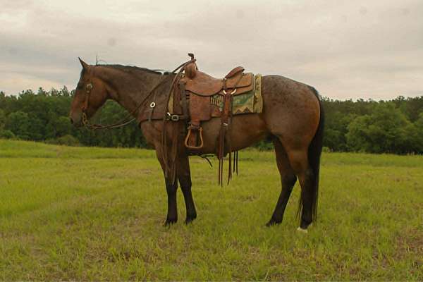 athletic-quarter-horse