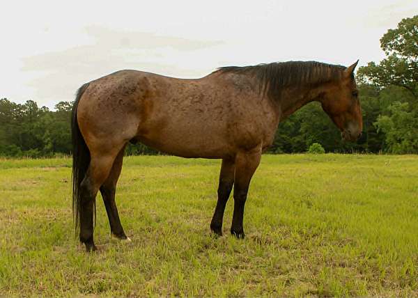 beginner-quarter-horse