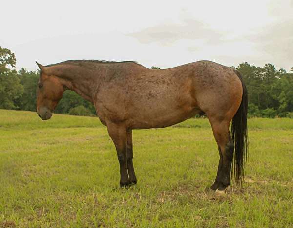 endurance-quarter-horse