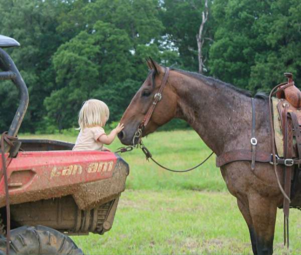 experienced-quarter-horse