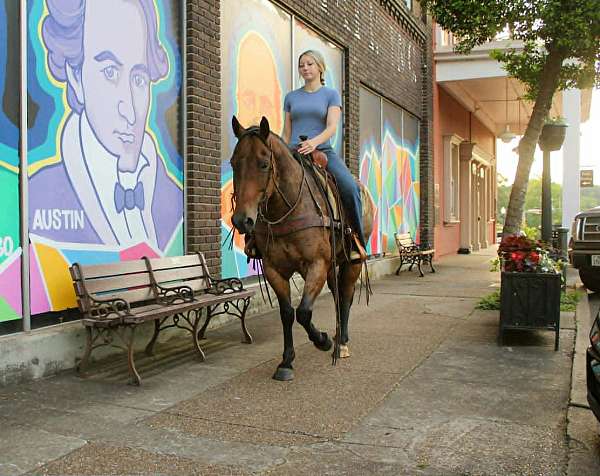 kid-safe-quarter-horse