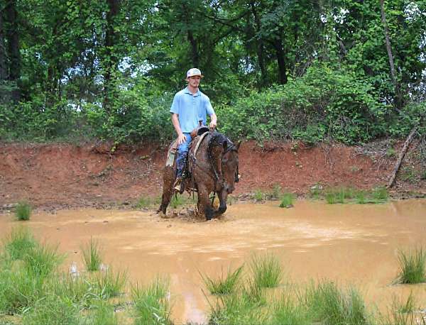 performance-quarter-horse