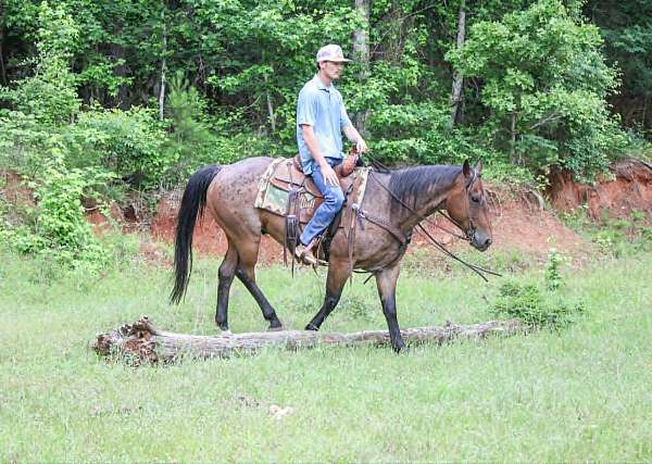 ranch-quarter-horse