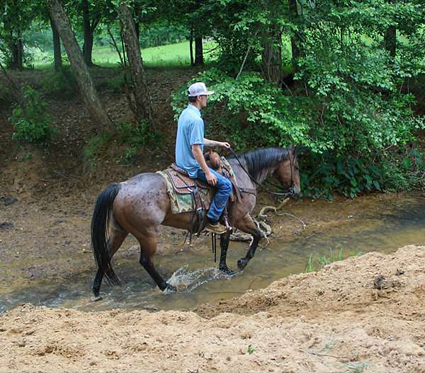 ridden-western-quarter-horse