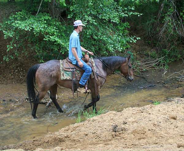 trail-quarter-horse