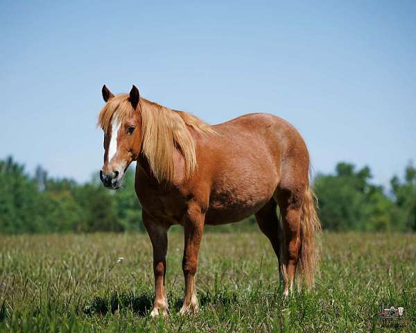 all-around-quarter-pony