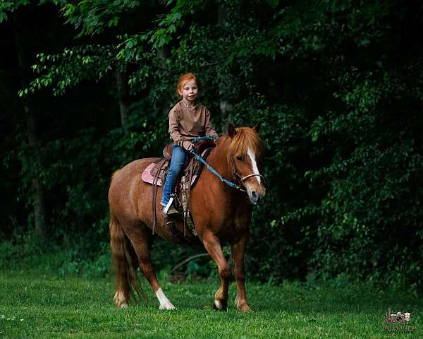 cross-quarter-pony