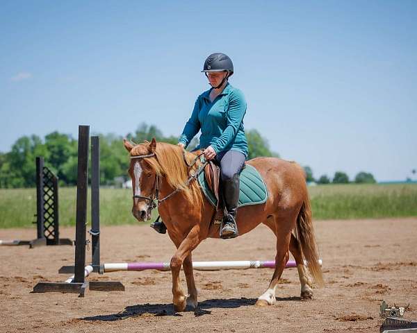 pole-quarter-pony