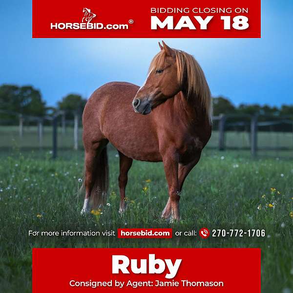 9-hand-quarter-horse-mare