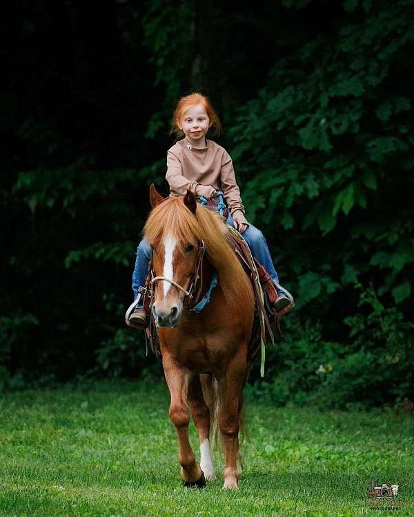 ranch-work-quarter-pony