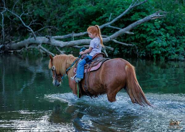 ridden-english-quarter-pony