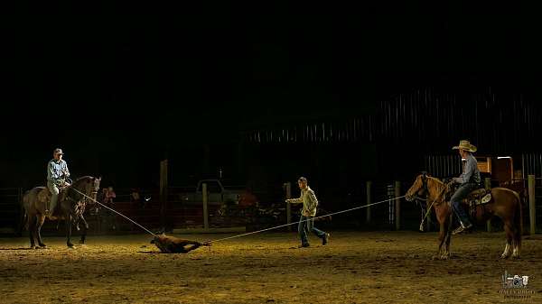 ridden-western-quarter-pony