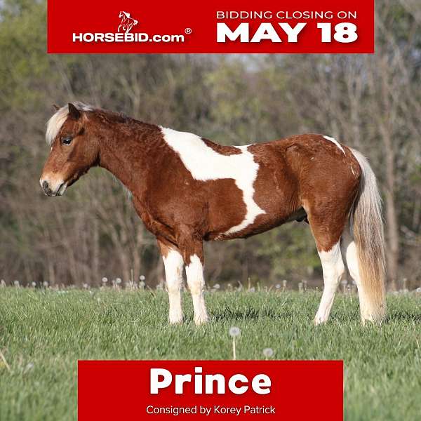 all-around-paint-pony