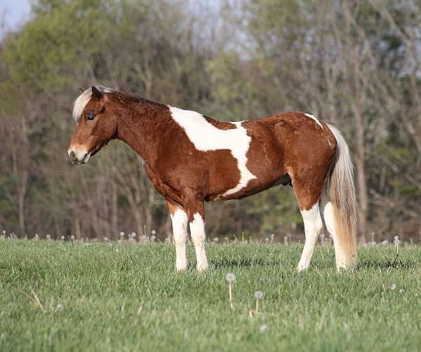 kid-safe-paint-pony