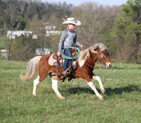 ranch-paint-pony