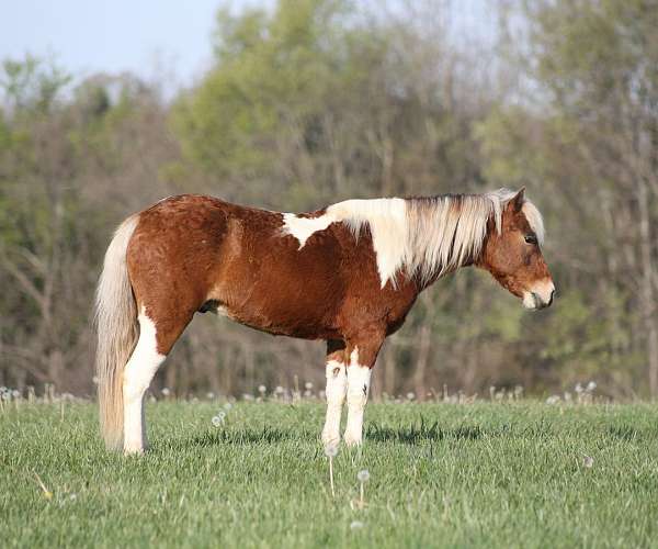 ranch-work-paint-pony