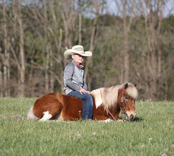 roping-paint-pony
