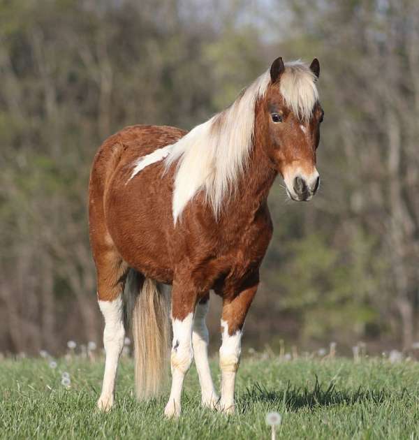 show-paint-pony