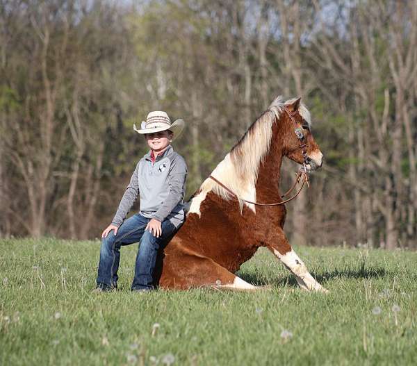 trail-riding-paint-pony