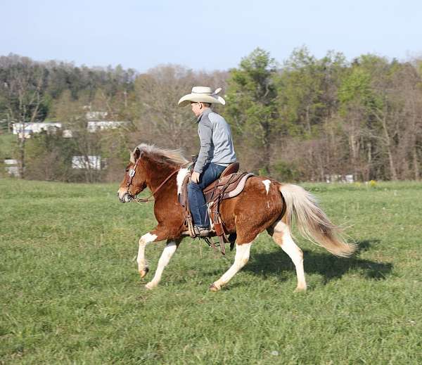 western-riding-paint-pony