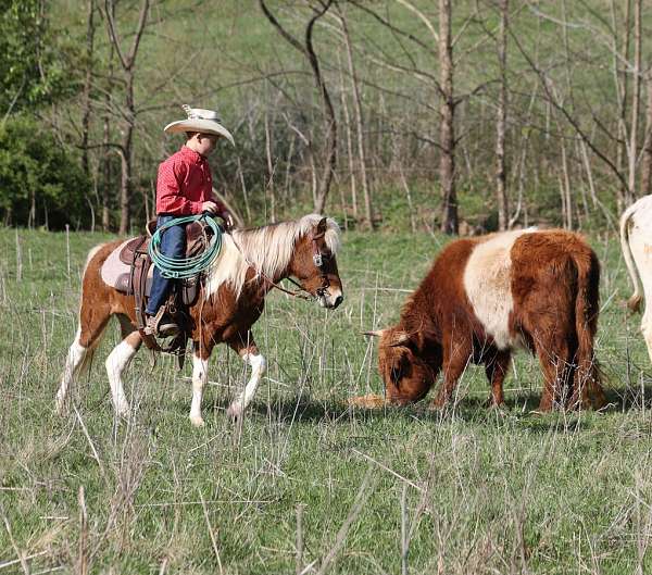 working-cattle-paint-pony