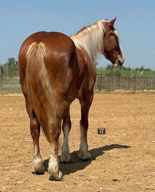 athletic-draft-horse