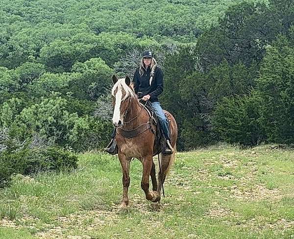 flashy-draft-horse