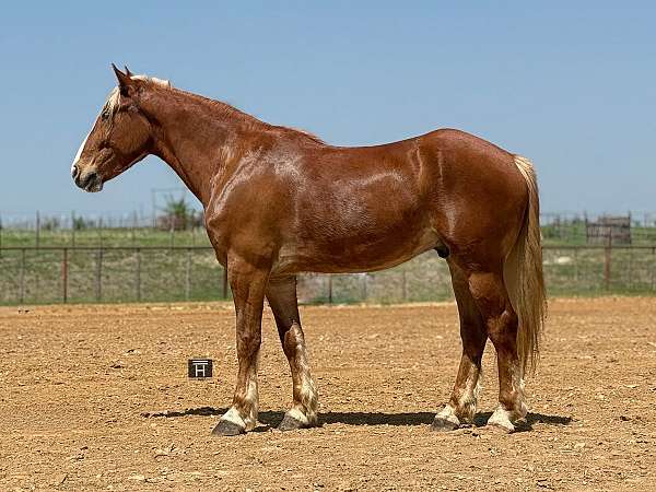 hunter-draft-horse