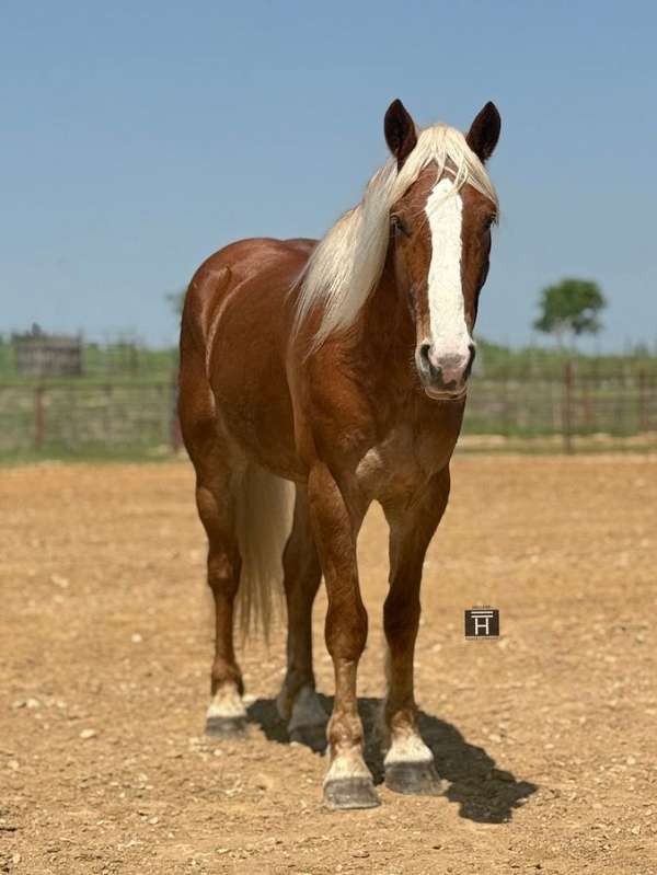 kid-safe-draft-horse