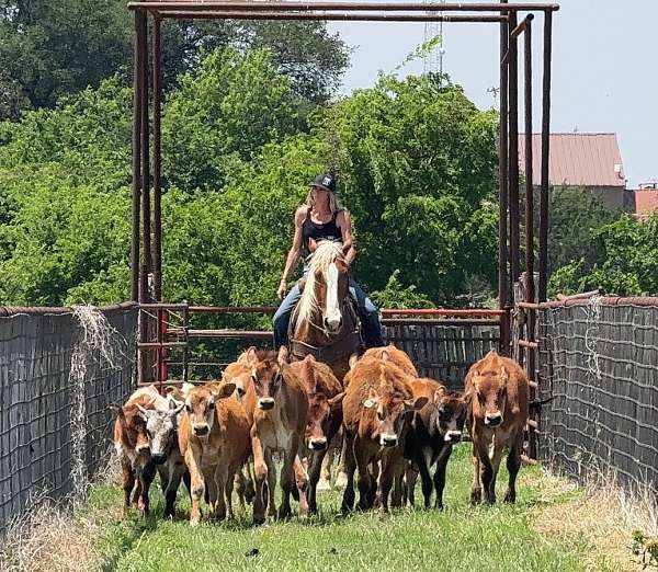 jumping-draft-horse