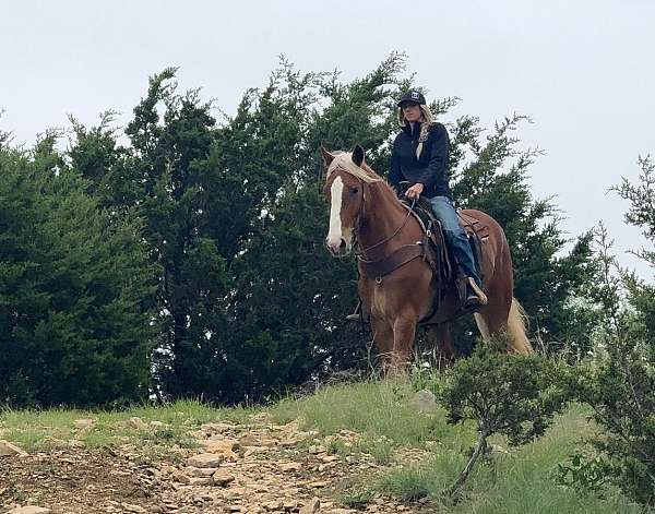 parade-draft-horse