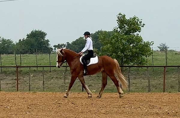 ranch-draft-horse