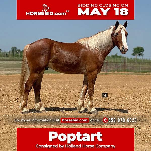 all-around-draft-horse