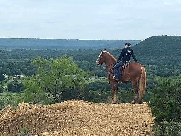 ridden-english-draft-horse