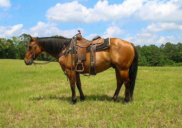 all-around-quarter-horse
